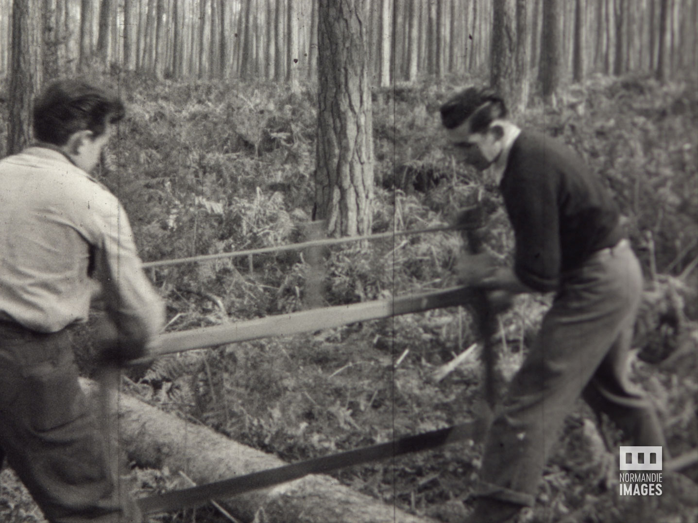 Photogramme extrait du film amateur Travaux en forêt de Guy Robert, 1946, 16mm © Normandie Images