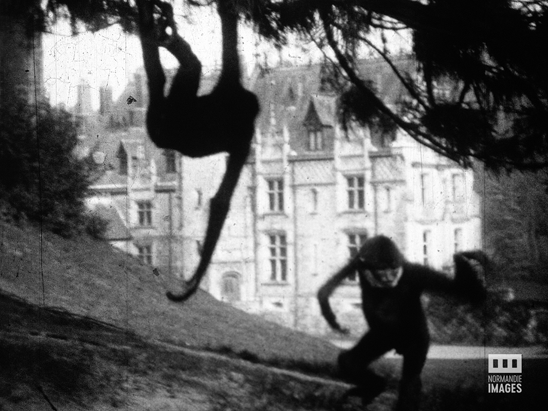 Les gibbons en liberté extrait de "Clères-Montigny", Robert Viel, 9,5mm, 1934 © Normandie Images