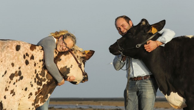 Vachement Normande © Morgane Vallé